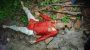 গোপালগঞ্জে সংঘর্ষে স্বেচ্ছাসেবক দলের ক্রীড়া সম্পাদক দিদার নিহত