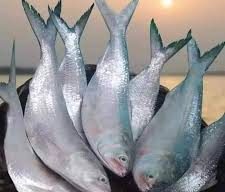বরিশালে ইলিশ সরবরাহ কম থাকায় দাম চড়া