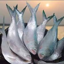 বরিশালে ইলিশ সরবরাহ কম থাকায় দাম চড়া