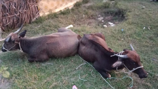 কুয়াকাটায় জোয়ারের ভেসে এসেছে দুই মহিষ