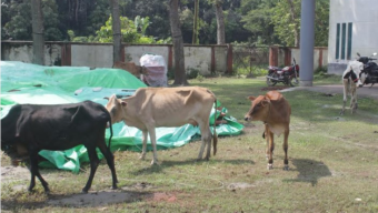 বরিশালে ৪ টি চোরাই গরু ও চোর পুলিশের হাতে আটক