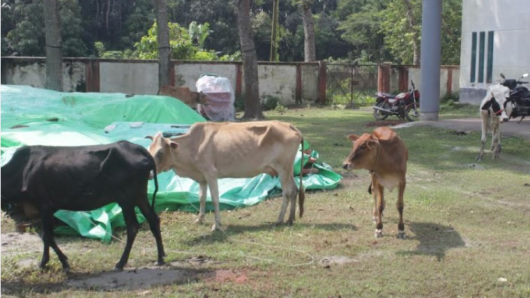 বরিশালে ৪ টি চোরাই গরু ও চোর পুলিশের হাতে আটক