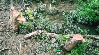 আমতলীতে বন বিভাগের গাছ কেটে দোকান নির্মাণের আভিযোগ