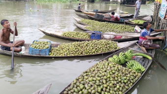 দেশের চাহিদা মিটিয়ে বিদেশে যাচ্ছে ঝালকাঠির আমড়া