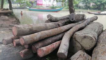 বরিশাল দিনের বেলায় লাখ টাকার গাছ লুটের অভিযোগ
