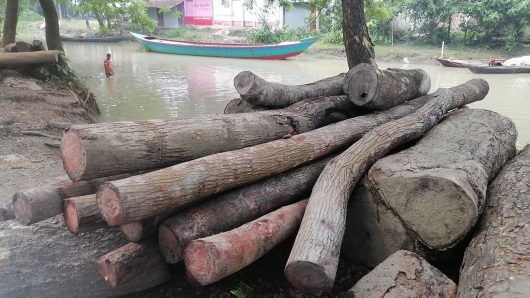 বরিশাল দিনের বেলায় লাখ টাকার গাছ লুটের অভিযোগ