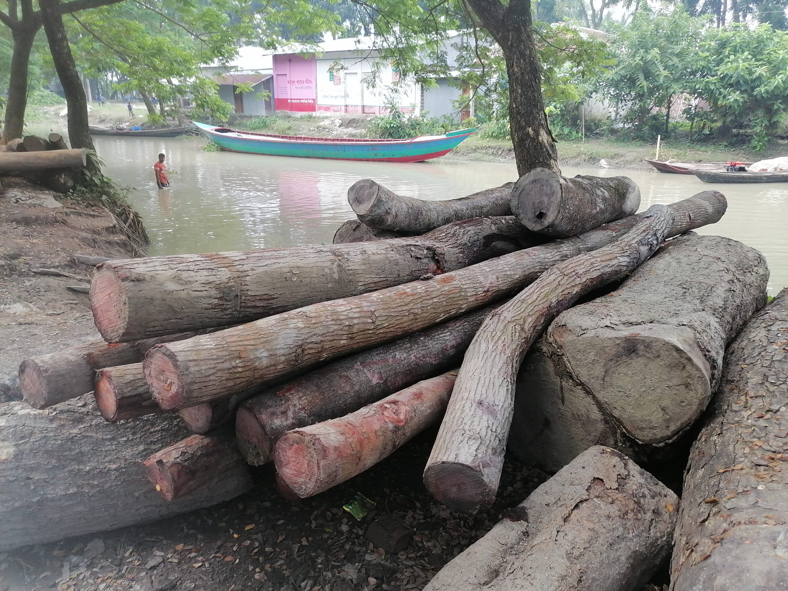 বরিশাল দিনের বেলায় লাখ টাকার গাছ লুটের অভিযোগ