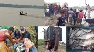 নদীসমূহে চলছে ইলিশ শিকারের মহোৎসব