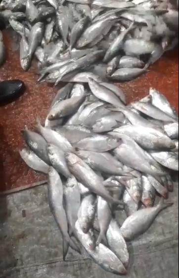 নিষেধাজ্ঞা শেষে,জমজমাট ইলিশ ও পাঙাশে পোর্ট রোড বাজার
