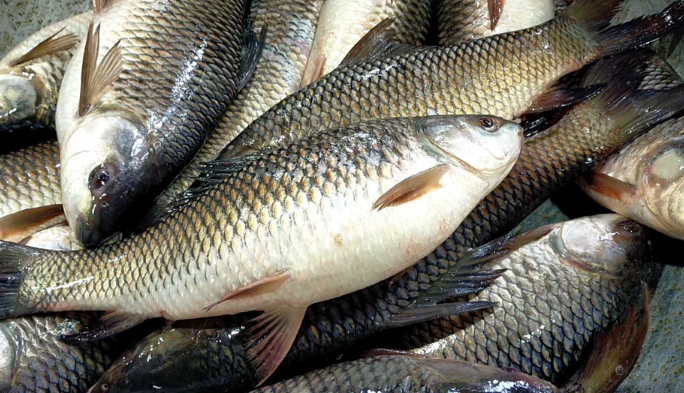 বরিশালে চাষের মাছেরও চড়া দাম, বঞ্চিত সাধারণ ক্রেতা