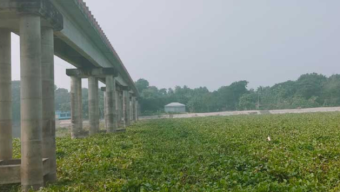 কচুরিপানার কারণে গোপালগঞ্জের সঙ্গে ৫ জেলার নৌ চলাচল বন্ধ