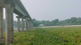 কচুরিপানার কারণে গোপালগঞ্জের সঙ্গে ৫ জেলার নৌ চলাচল বন্ধ
