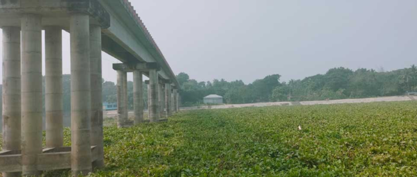 কচুরিপানার কারণে গোপালগঞ্জের সঙ্গে ৫ জেলার নৌ চলাচল বন্ধ