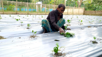 মালচিং পদ্ধতিতে সবজি চাষ, কম খরচে লাভবান কৃষক
