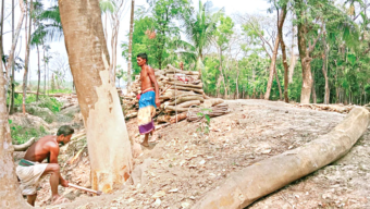 বরিশালে উন্নয়নের অজুহাতে সামাজিক বনায়নের বৃক্ষনিধন
