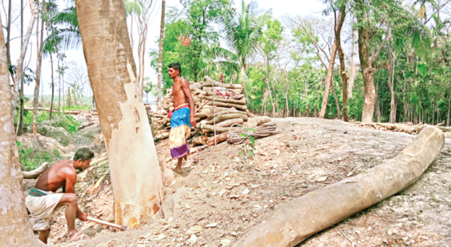 বরিশালে উন্নয়নের অজুহাতে সামাজিক বনায়নের বৃক্ষনিধন