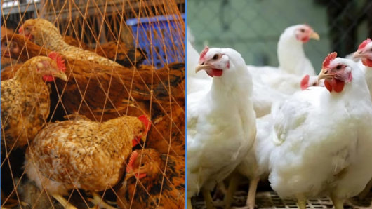 ব্রয়লার ও সোনালি মুরগির দাম কেজিতে ২০-৩০ টাকা বেড়েছে