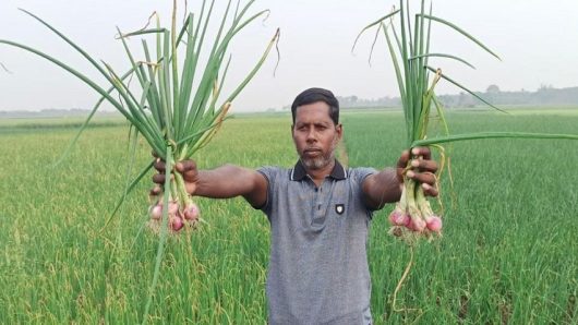 লোকসানের বোঝা মাথায় নিয়ে পেঁয়াজ উত্তোলনে ব্যস্ত কৃষক