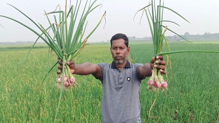 লোকসানের বোঝা মাথায় নিয়ে পেঁয়াজ উত্তোলনে ব্যস্ত কৃষক