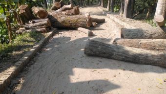 বাকেরগঞ্জে পুরাতন দরপত্র দিয়ে সরকারি গাছ লুট