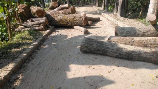 বাকেরগঞ্জে পুরাতন দরপত্র দিয়ে সরকারি গাছ লুট