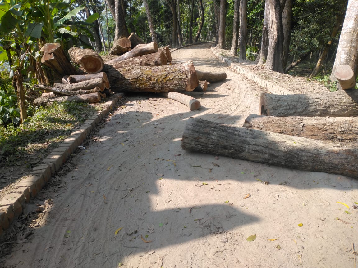 বাকেরগঞ্জে পুরাতন দরপত্র দিয়ে সরকারি গাছ লুট