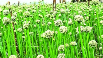 ১ হাজার কৃষক স্বাবলম্বী হওয়ার স্বপ্ন দেখছেন, সাদা সোনায়