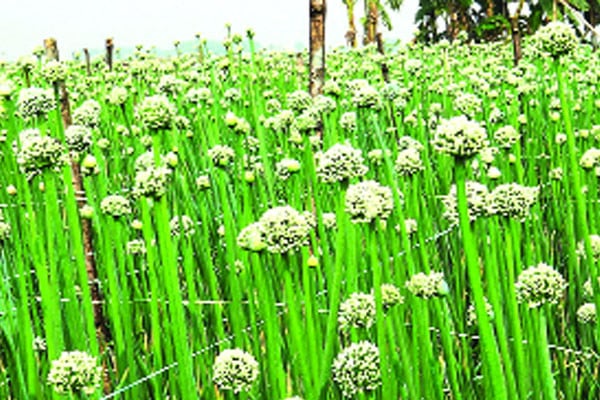 ১ হাজার কৃষক স্বাবলম্বী হওয়ার স্বপ্ন দেখছেন, সাদা সোনায়