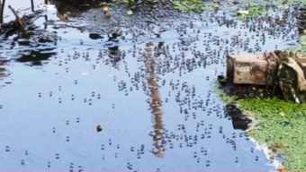 নগরীতে বেড়েছে মশার উপদ্রব, অতিষ্ঠ নগরবাসী
