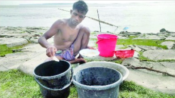 বাগদা চিংড়ির রেনু প্রকাশ্যে ধরে রাতের আঁধারে বিক্রি