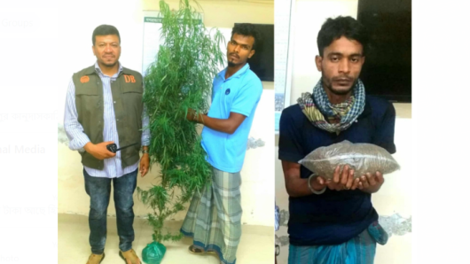 ঝালকাঠি ডিবি পুলিশ মহিউদ্দিনের অভিযানে গাঁজা ও গাছসহ আটক ২