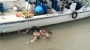 মেহেন্দিগঞ্জে নদীতে অজ্ঞাত ব্যাক্তির ভাসমান লা*শ উদ্ধার