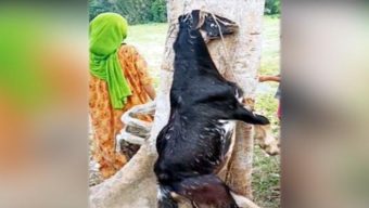 বরিশালে ছাগল হত্যায় কৃষকদল নেতার নামে মামলা