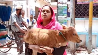 বরিশালে গাভী নিয়ে গেছেন বিএনপি নেতা, বাছুর কোলে আদালতে নারী