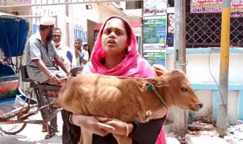বরিশালে গাভী নিয়ে গেছেন বিএনপি নেতা, বাছুর কোলে আদালতে নারী
