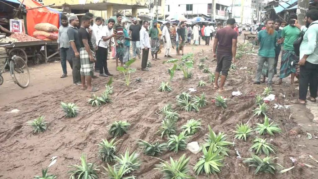 বরিশাল পোর্টরোড রাস্তায় আনারস রোপণ করে ব্যবসায়ীদের ব্যতিক্রমী প্রতিবাদ
