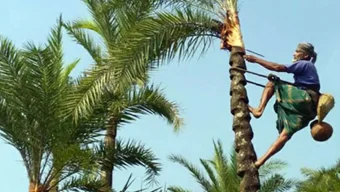 শীত আসছে, খেজুরের গাছ প্রস্তুতে ব্যস্ত গাছিরা