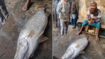 তালতলীর সাগর মোহনায় ভেসে উঠল ২২ কেজির কোরাল