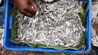 পায়রা নদীতে অবাধে চলছে গুঁড়ো মাছ নিধন