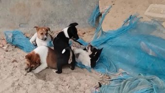 পটুয়াখালীতে ছয়টি ছানা রেখে মা কুকুরকে পিটিয়ে হত্যা