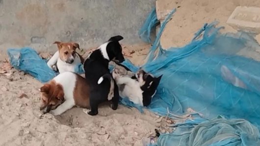 পটুয়াখালীতে ছয়টি ছানা রেখে মা কুকুরকে পিটিয়ে হত্যা