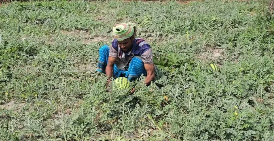কলাপাড়ায় ২০০ কোটি টাকার তরমুজ বিক্রির আশা, মিষ্টি পানির সংকট