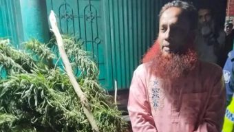 বাড়ির আঙিনায় গাঁজার গাছ, যুবদল নেতা গ্রেফতার