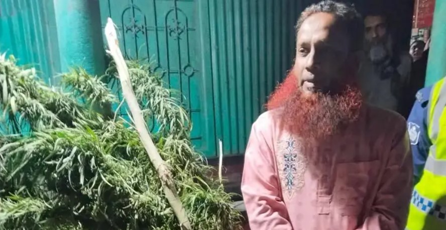 বাড়ির আঙিনায় গাঁজার গাছ, যুবদল নেতা গ্রেফতার