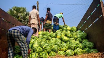 বাউফলের আগাম জাতের তরমুজ যাচ্ছে দেশের বিভিন্ন এলাকায়