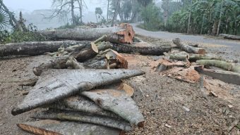 ঝালকাঠিতে ১২০ গাছ কাটার পর স্থগিত ২ হাজার গাছ কাটার প্রকল্প