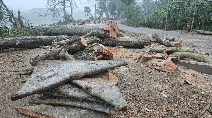ঝালকাঠিতে ১২০ গাছ কাটার পর স্থগিত ২ হাজার গাছ কাটার প্রকল্প