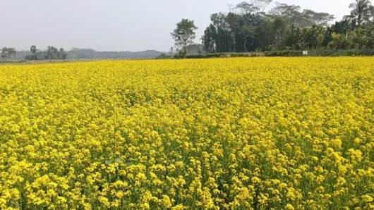 কাউখালীতে সরিষার বাম্পার ফলনে মুখে হাসি ফুটে উঠলো কৃষকদের