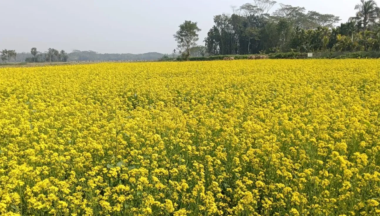 কাউখালীতে সরিষার বাম্পার ফলনে মুখে হাসি ফুটে উঠলো কৃষকদের