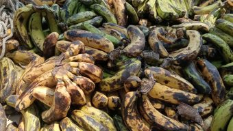 নলছিটিতে বিদ্যালয়ের কোমলমতি শিশুদের মাঝে ফিডিং কার্যক্রমে পঁচা কলা বিতরণ